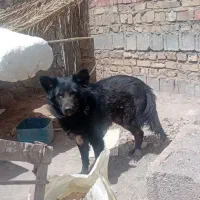 یه قلاده سگ