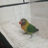 کوتوله ۶ماهه