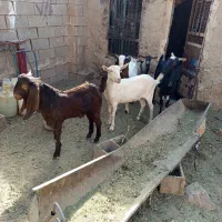 سانن پاکستانی