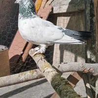 کفتر کله دم سبز کاکلی