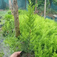 نشا لاوسون|خدمات باغبانی و درختکاری|نشتارود, |دیوار