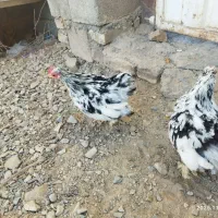 جفت جوجه کوشین|حیوانات مزرعه|کاشمر, |دیوار