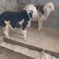 دوتا بره فروشی برا کشتار یا پرواری|حیوانات مزرعه|ایذه, |دیوار