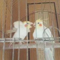 عروس هلندی نر|پرنده|شیراز, لاله|دیوار