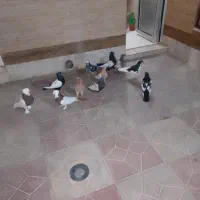 کبوتر فروشی جفتی|پرنده|شیراز, گچی|دیوار