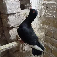 کفتر|پرنده|قم, آذر (نکویی)|دیوار