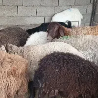 میش وبره چاق کشتاری گوسفندباقصاب|حیوانات مزرعه|مشهد, احمدآباد|دیوار