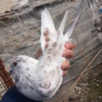 کبوتر ۶تا یک جا