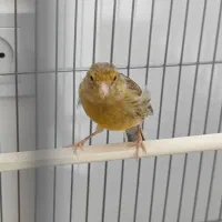 قناری ماده|پرنده|خورموج, |دیوار