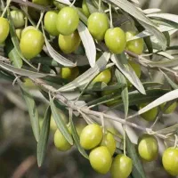 شروع «باغ زی+تون» از +همین جا