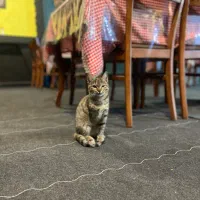 واگذراری گربه حمایتی|گربه|قم, زنبیل آباد|دیوار