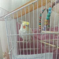 عروس هلندی نر سفید