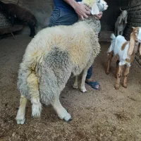 بره قوچ آس|حیوانات مزرعه|آق قلا, |دیوار