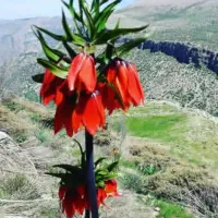 مریم گلی