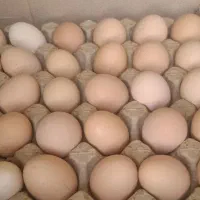 تخم مرغ گلپایگانی|خوردنی و آشامیدنی|قم, هفت تیر|دیوار