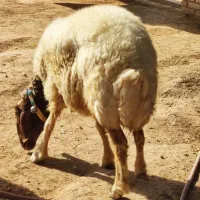 گوسفند چاق قصابی