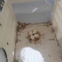 عروس هلندی جفت جوان وحشی