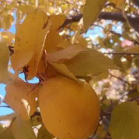 معرفی جاذبه های گردشگری بیرجند رایگان