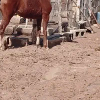 کره‌ اسب مادیان