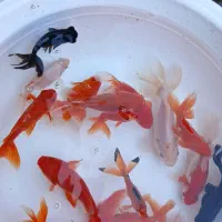 آکواریوم ماهی