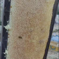 کارنیکا آلمانی درجه یک ع سل|حیوانات مزرعه|نورآباد, |دیوار