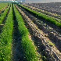 نهال پیاز مینروا دستگیر