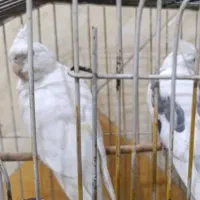 عروس هلندی پاریس