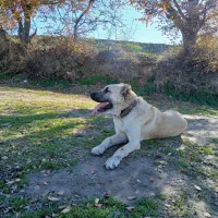 سگ. سرابی   افقان  پژدر