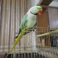 شاه طوطی اسکندر هیولا