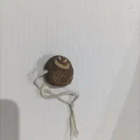 مهره سنگ قدیمی عجوبه ایموجی ملیون ساله