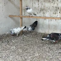 کبوتر پرشی|پرنده|گرگان, |دیوار