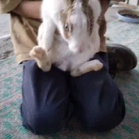 خرگوش|موش و خرگوش|کاشمر, |دیوار