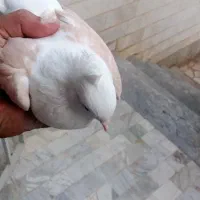 کبوتر دوکت|پرنده|قم, دانشگاه قم|دیوار