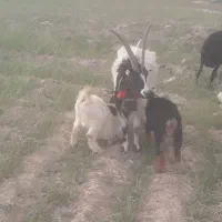 میش بره دار