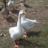 دو عدد قو غار ماده