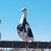کبوتر رنگه  نرقلدور پرشی (ارسال دارم)|پرنده|تربت‌حیدریه, بهزیستی|دیوار