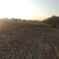 اجاره زمین کشاورزی دیم