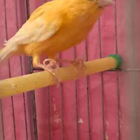 قناری نر پرتقالی|پرنده|اردکان, |دیوار