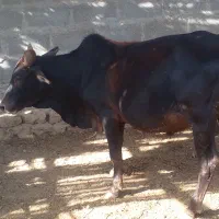 گوساله های تمیز و سالم برای پروار|حیوانات مزرعه|سیریک, |دیوار