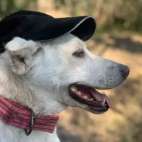 سگ فوق گمشده