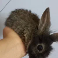 خرگوش|موش و خرگوش|یزد, |دیوار