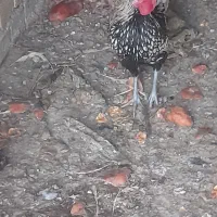 فروش خروس