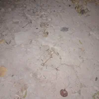 زمین مسکونی 600متر در گچ بلند