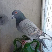 کبووتر|پرنده|آباده, |دیوار