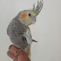 جوجه‌عروس‌هلندی‌رام‌ودستی