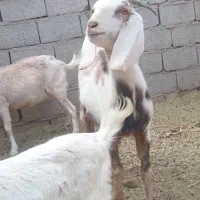 بزو کره و نر