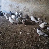 کبوتر پرشی