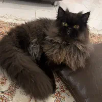 گربه پرشین اصیل نر|گربه|رشت, دیلمان|دیوار