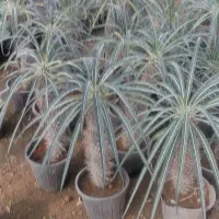 گلهای آپارتمان|گل و گیاه طبیعی|پاکدشت, پاکدشت (مامازند)|دیوار