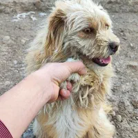 گم شده سراب